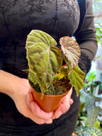 Begonia SP Black Bloodie fi8