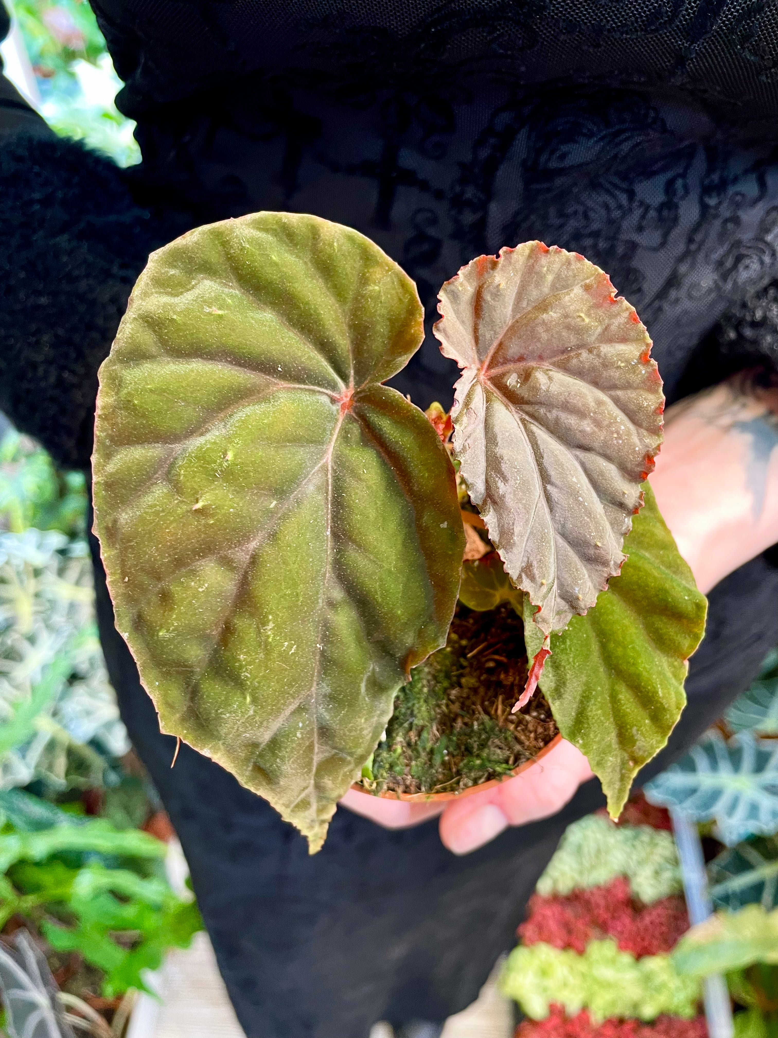 Begonia SP Black Bloodie fi8