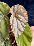 Begonia SP Black Bloodie fi8