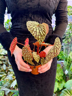 Begonia Chlorosticta fi8