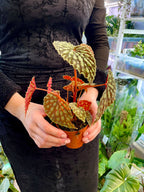 Begonia Chlorosticta fi8
