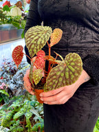 Begonia Chlorosticta fi8