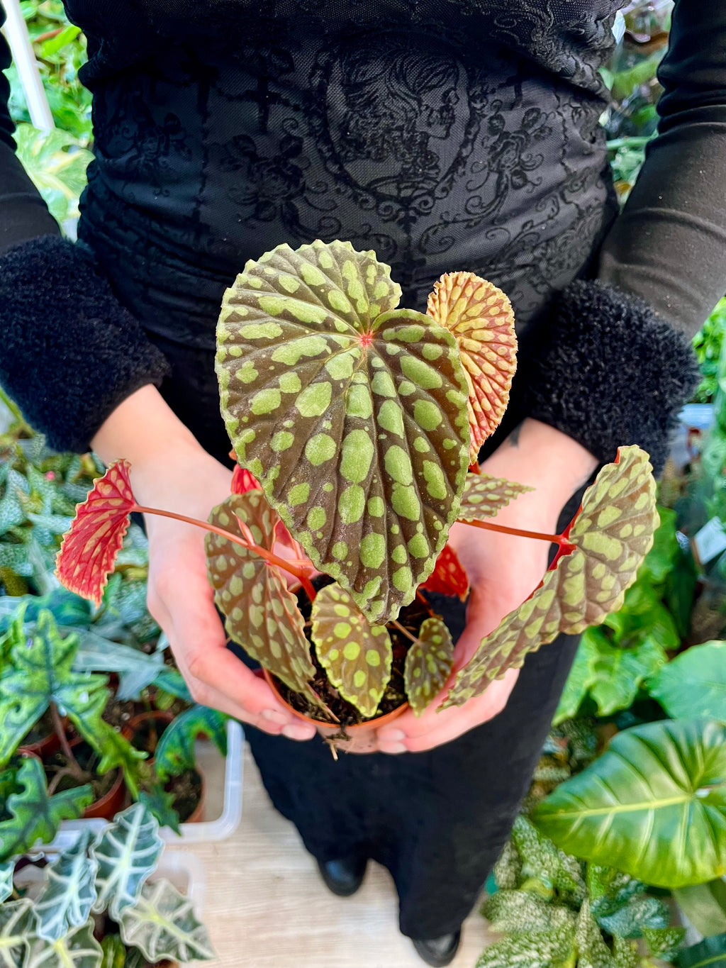 Begonia Chlorosticta fi8