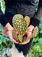 Begonia Chlorosticta fi8