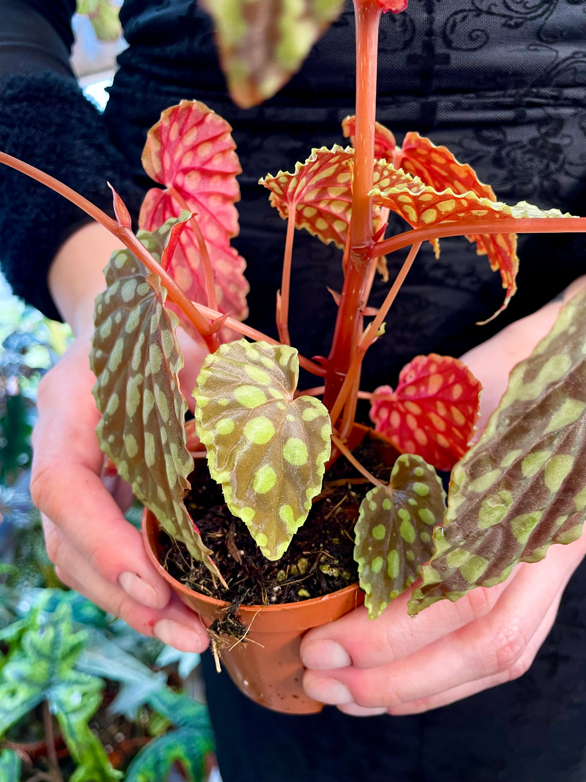 Begonia Chlorosticta fi8