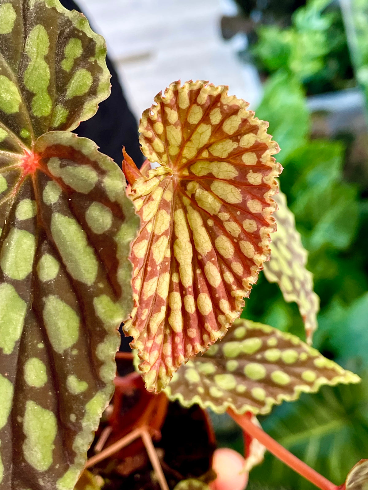 Begonia Chlorosticta fi8