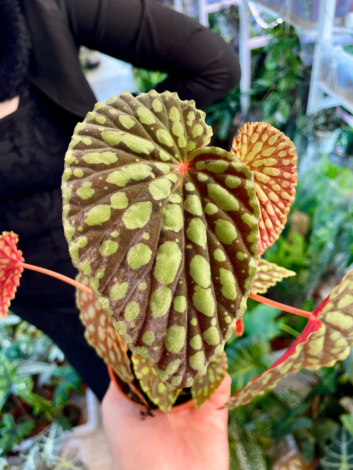 Begonia Chlorosticta fi8