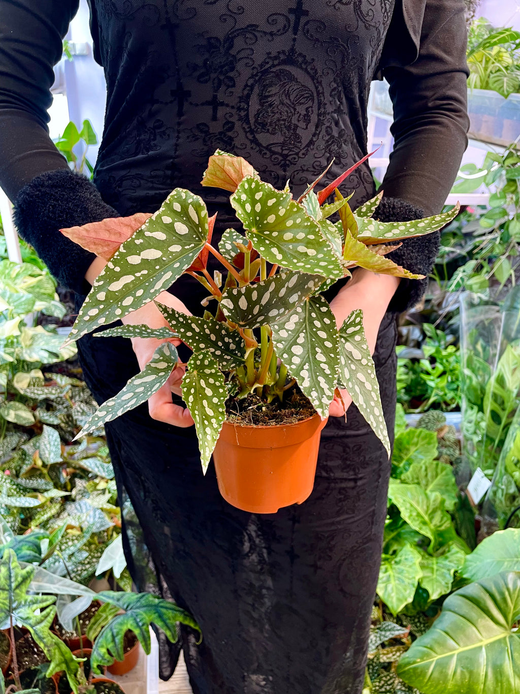 Begonia maculata Spotlight Green fi12