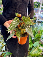 Begonia maculata Spotlight Green fi12