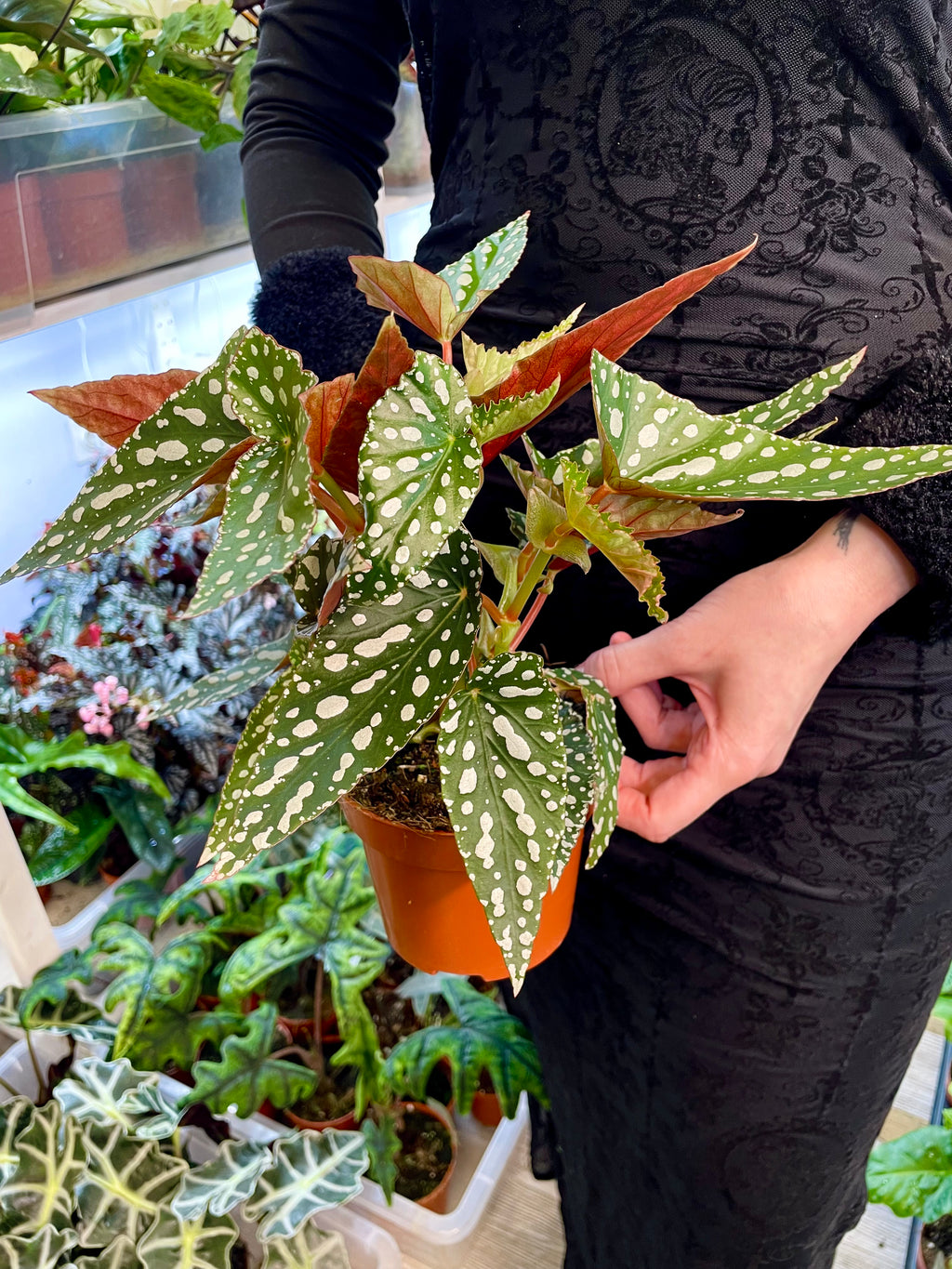 Begonia maculata Spotlight Green fi12