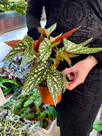 Begonia maculata Spotlight Green fi12