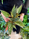 Begonia maculata Spotlight Green fi12