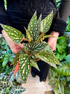 Begonia maculata Spotlight Green fi12