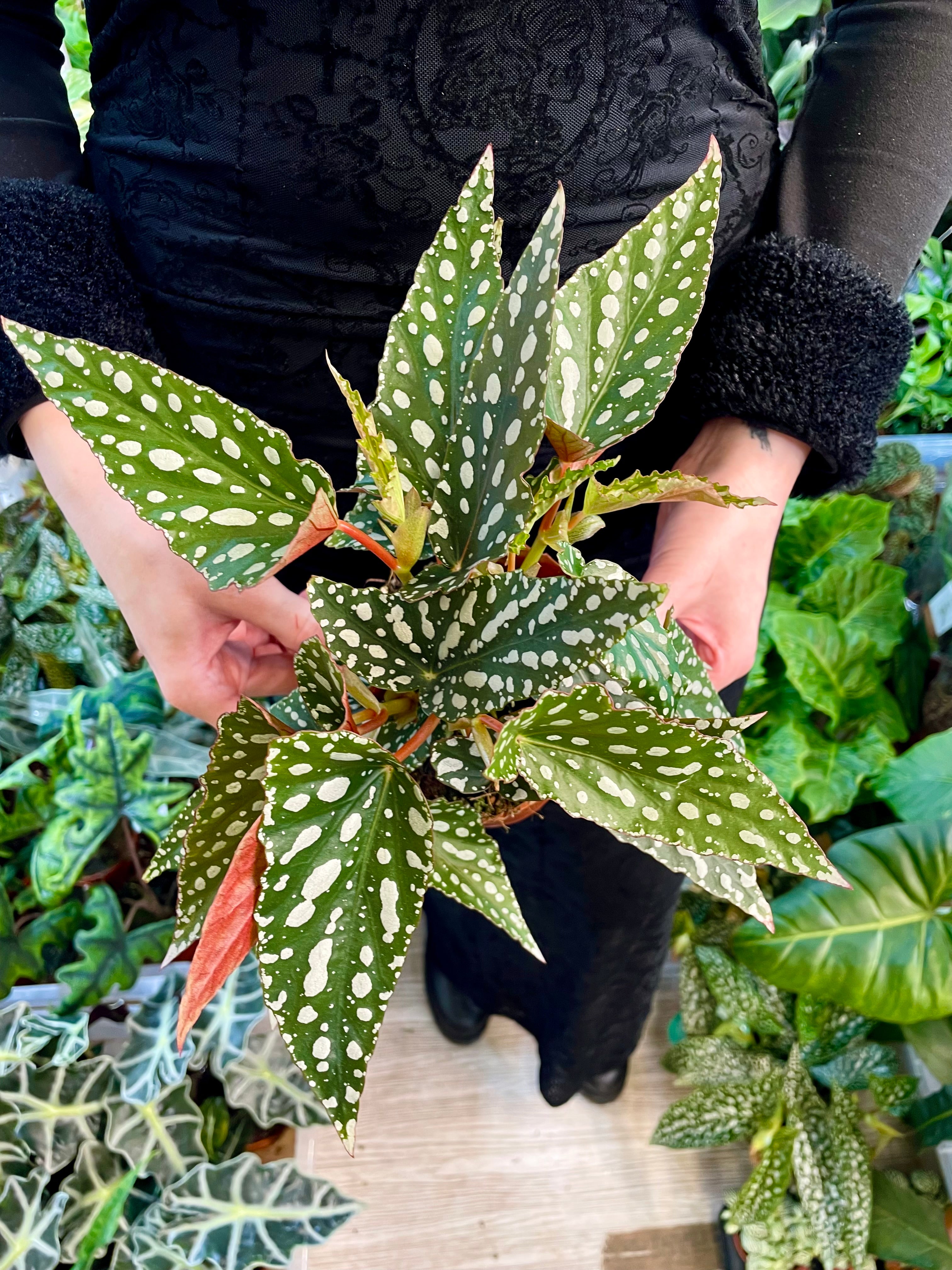 Begonia maculata Spotlight Green fi12