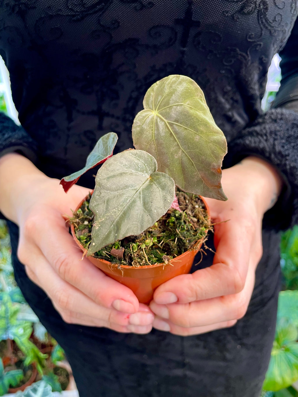 Begonia SP Black Bloodie fi8