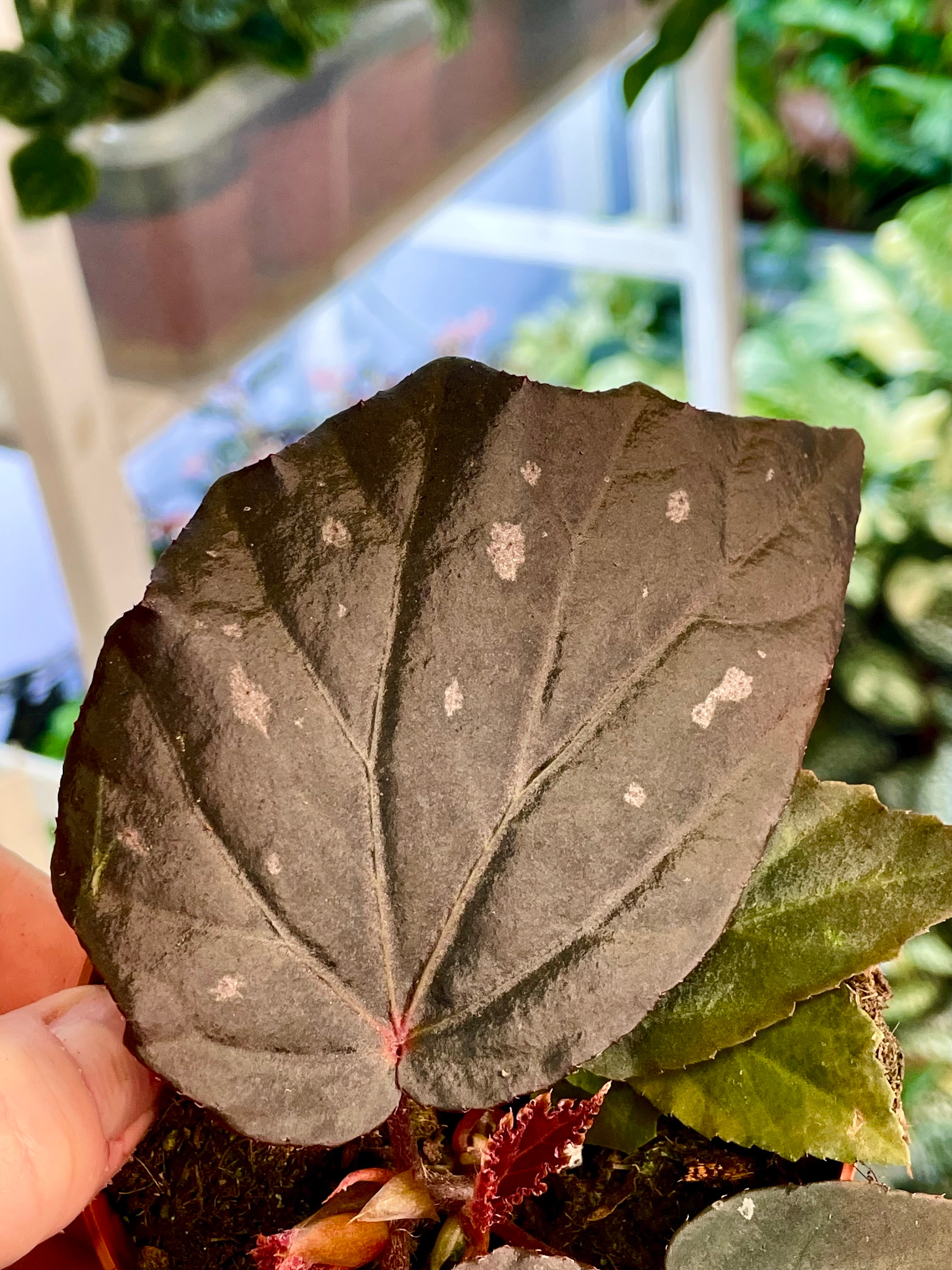 Begonia Black Bat (Begonia black cat) fi8