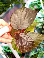 Begonia Black Bat (Begonia black cat) fi8