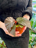 Begonia Black Bat (Begonia black cat) fi8