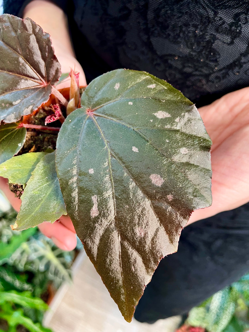 Begonia Black Bat (Begonia black cat) fi8
