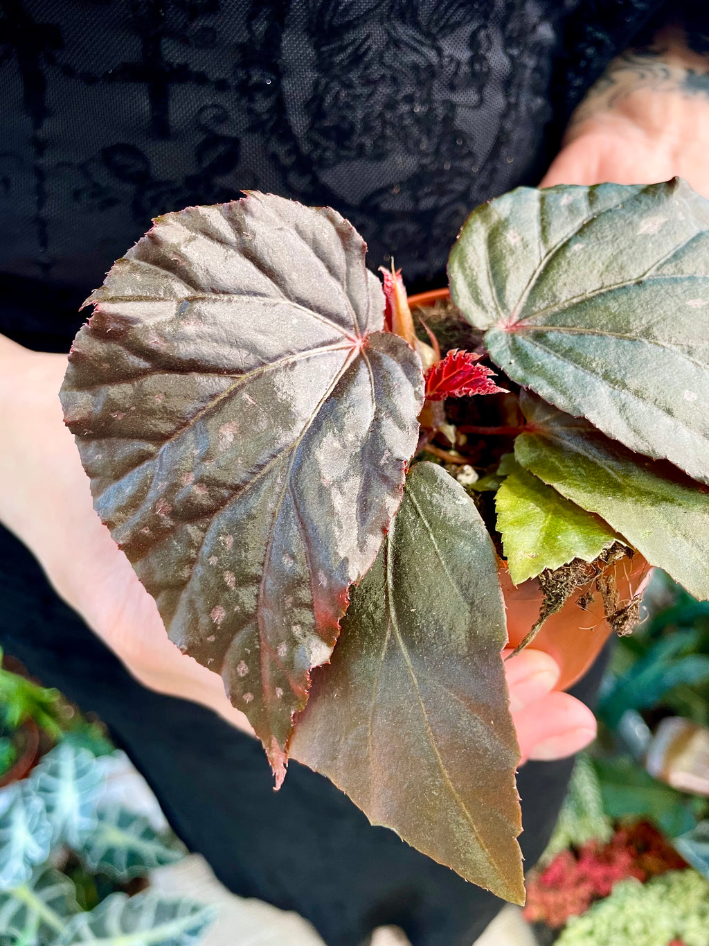 Begonia Black Bat (Begonia black cat) fi8