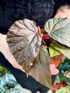 Begonia Black Bat (Begonia black cat) fi8