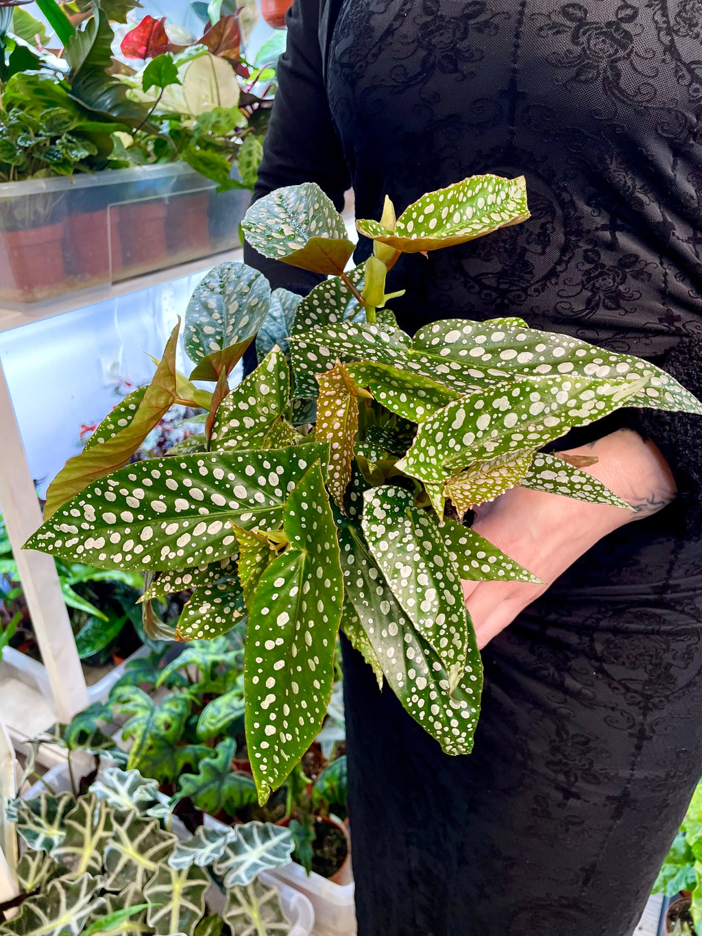 Begonia maculata Double Dot fi12