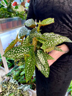 Begonia maculata Double Dot fi12