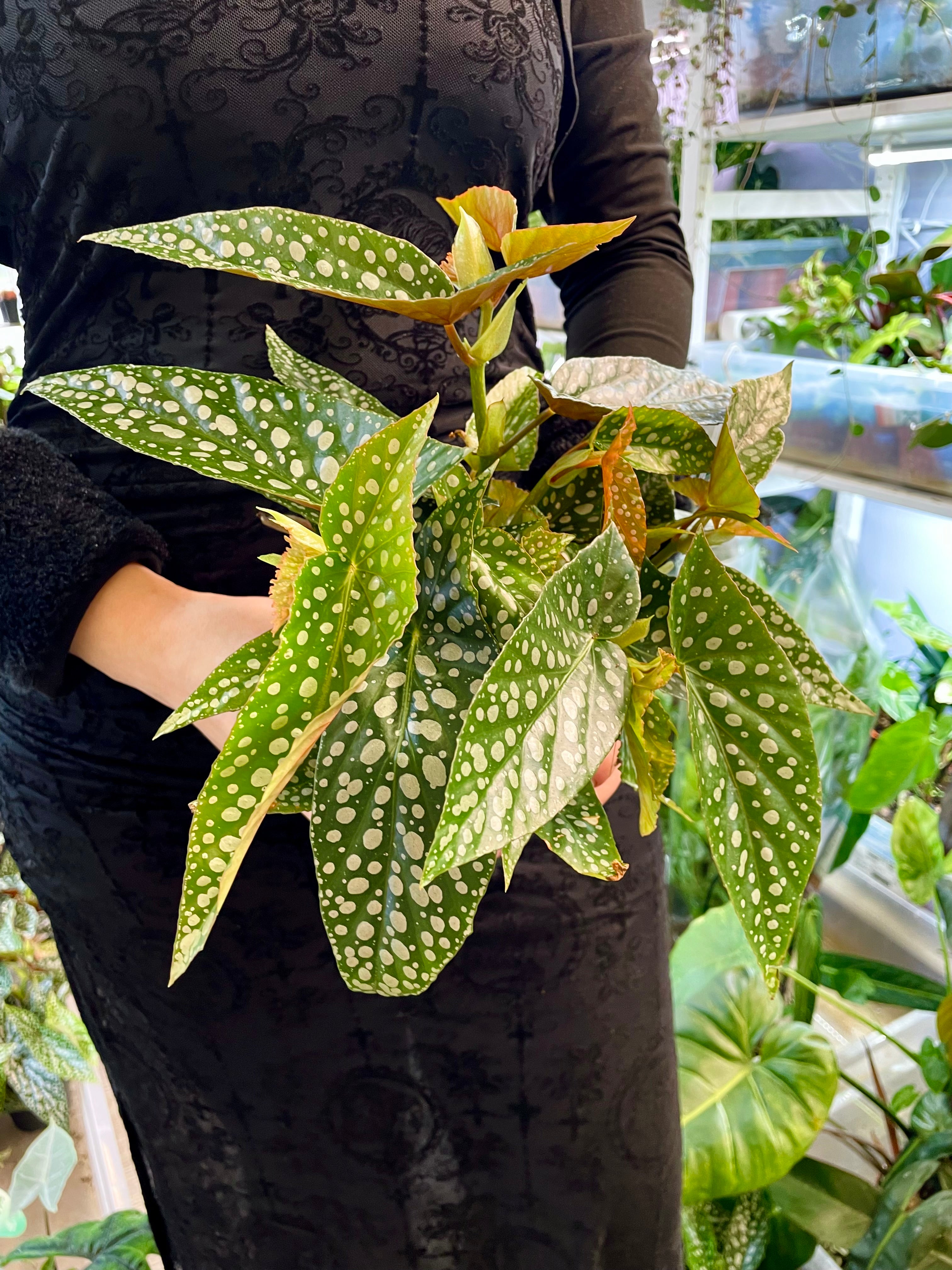 Begonia maculata Double Dot fi12