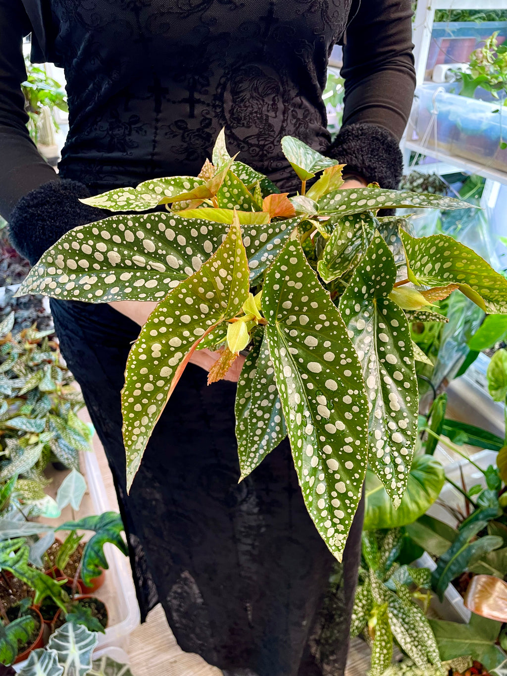 Begonia maculata Double Dot fi12