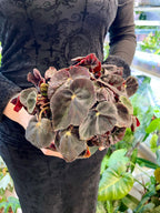 Begonia rex Magic Conga fi12