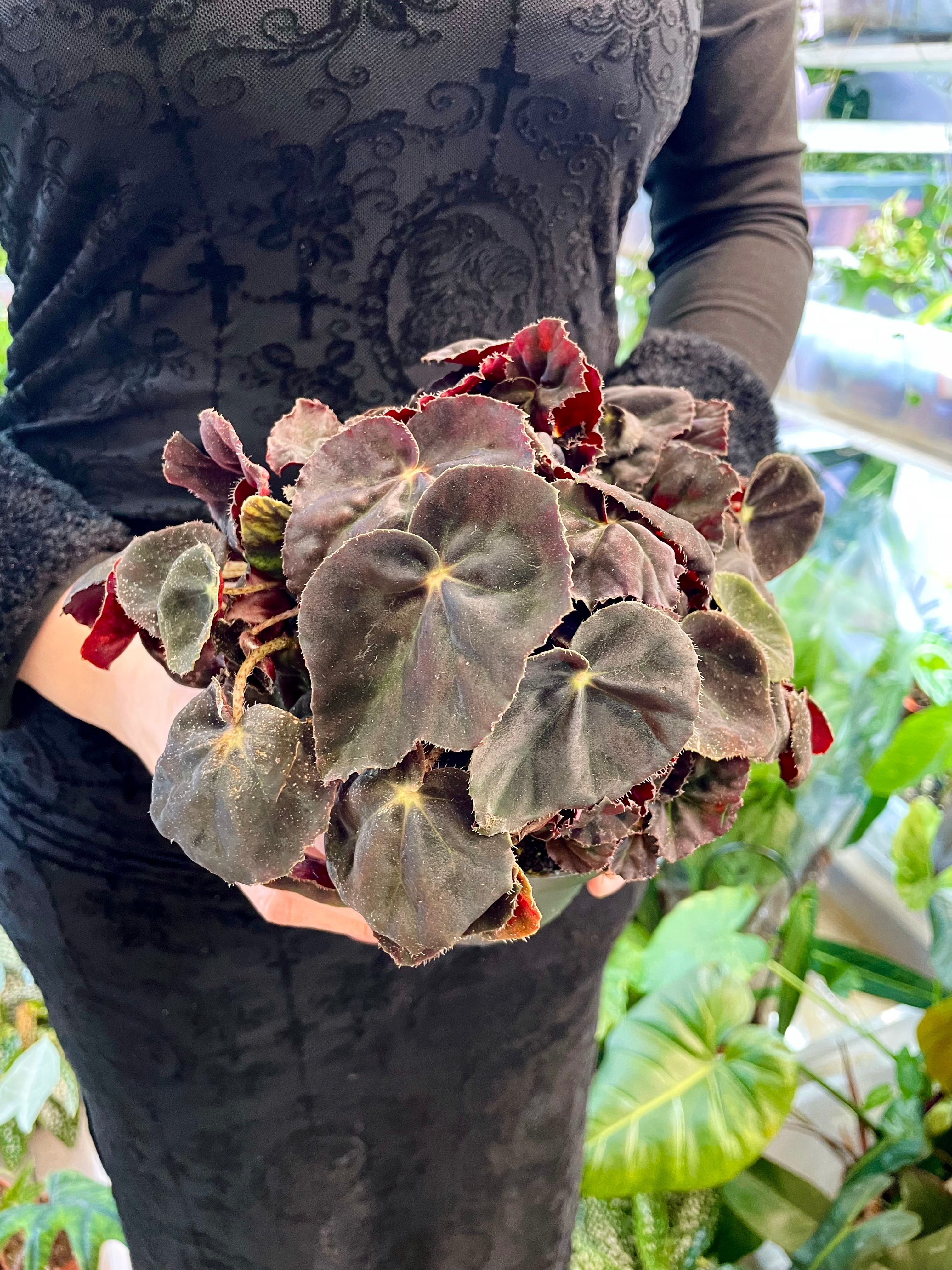 Begonia rex Magic Conga fi12