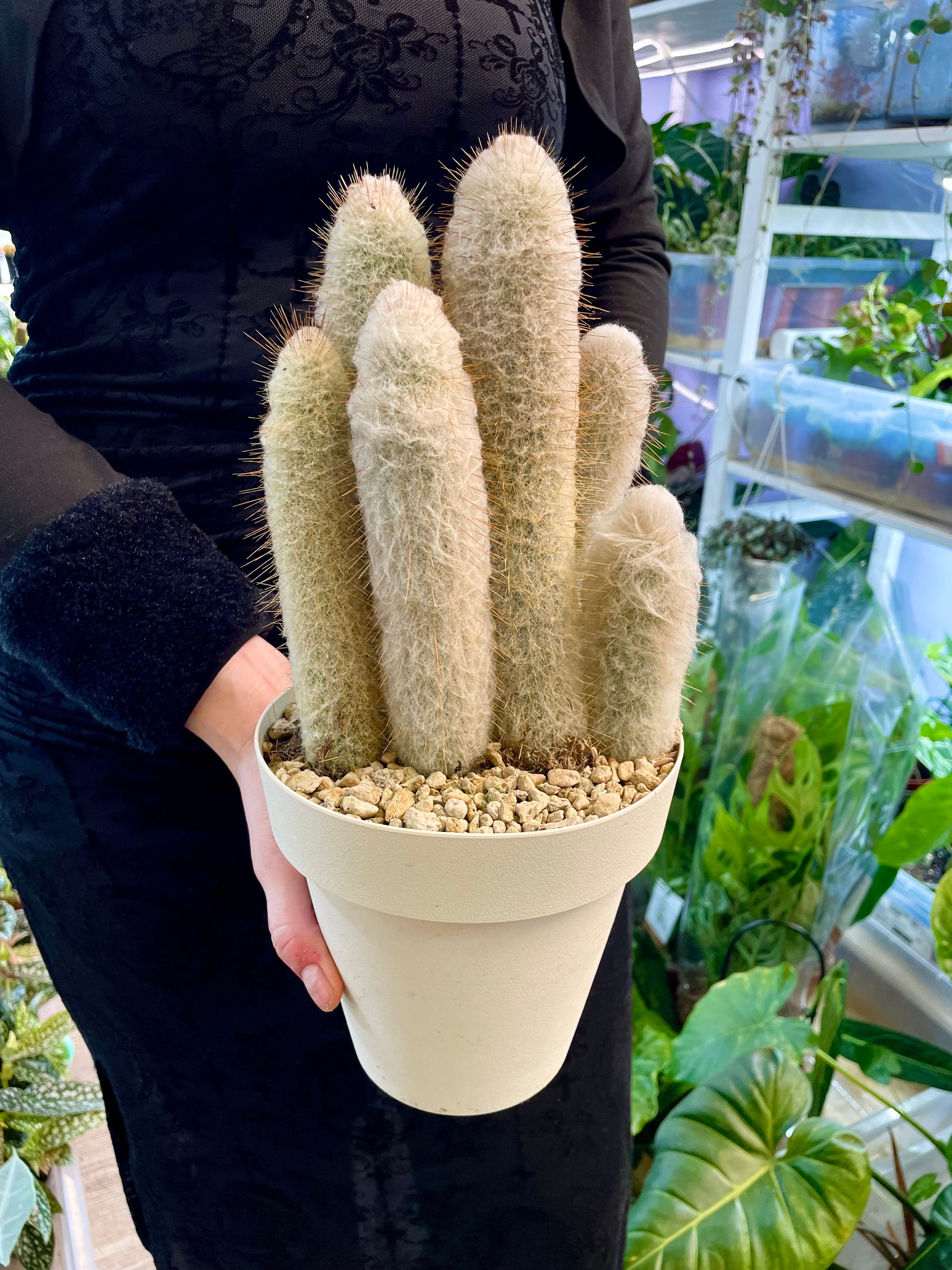 Cleistocactus strausii (Silver torch, Wooly torch) Kaktus srebrna baklja fi16