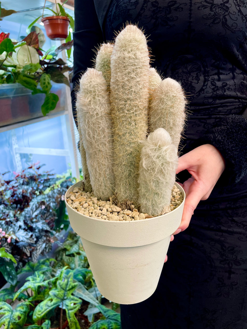 Cleistocactus strausii (Silver torch, Wooly torch) Kaktus srebrna baklja fi16