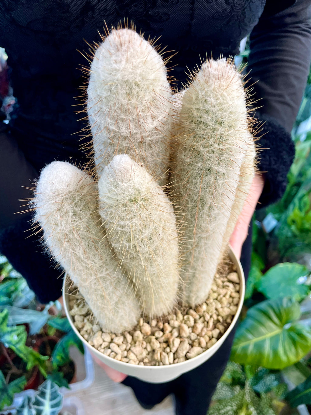 Cleistocactus strausii (Silver torch, Wooly torch) Kaktus srebrna baklja fi16