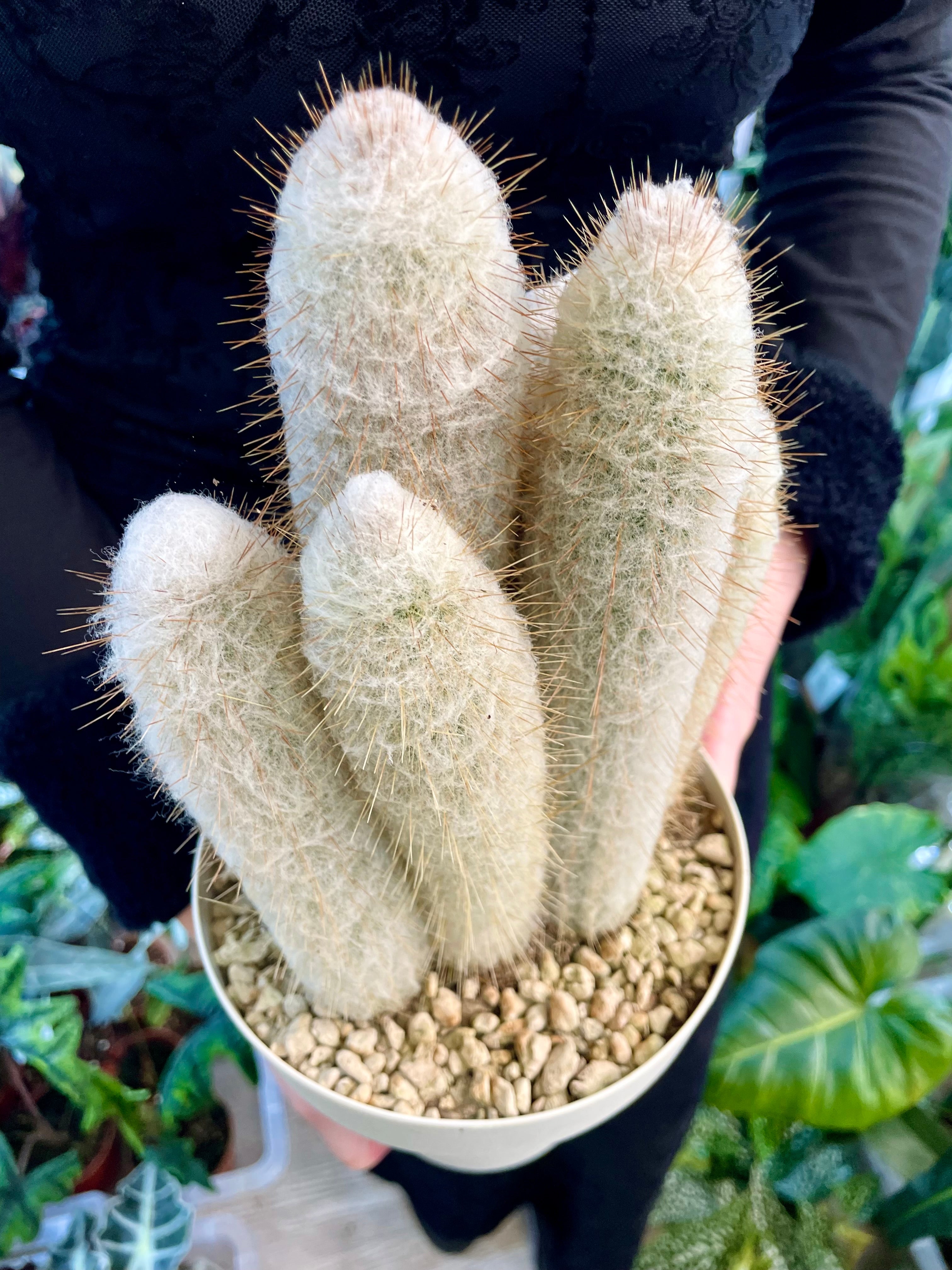 Cleistocactus strausii (Silver torch, Wooly torch) Kaktus srebrna baklja fi16