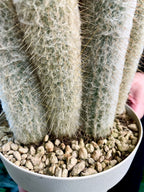 Cleistocactus strausii (Silver torch, Wooly torch) Kaktus srebrna baklja fi16