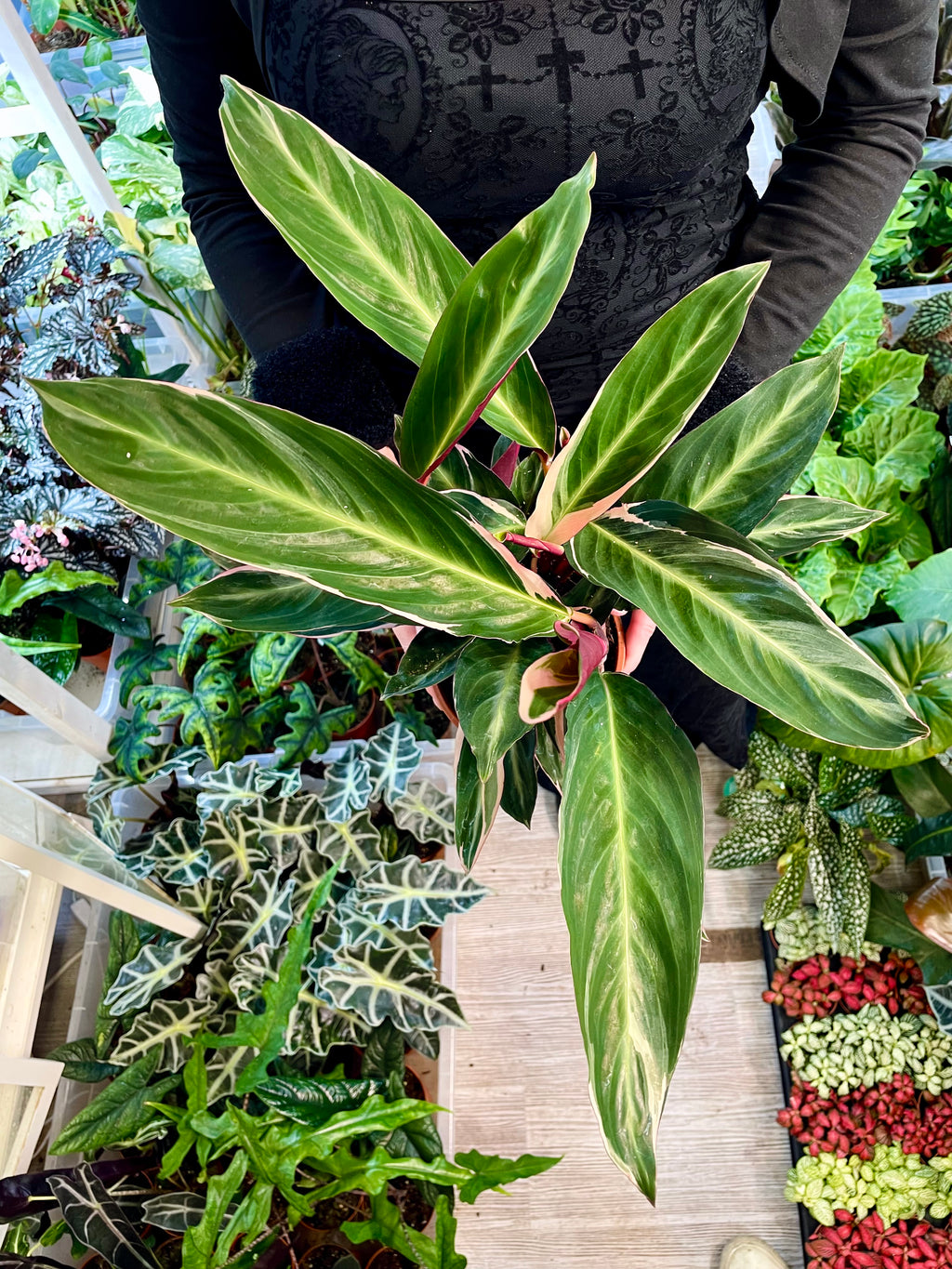 Stromanthe Triostar ø14