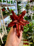 Cryptanthus mix fi6