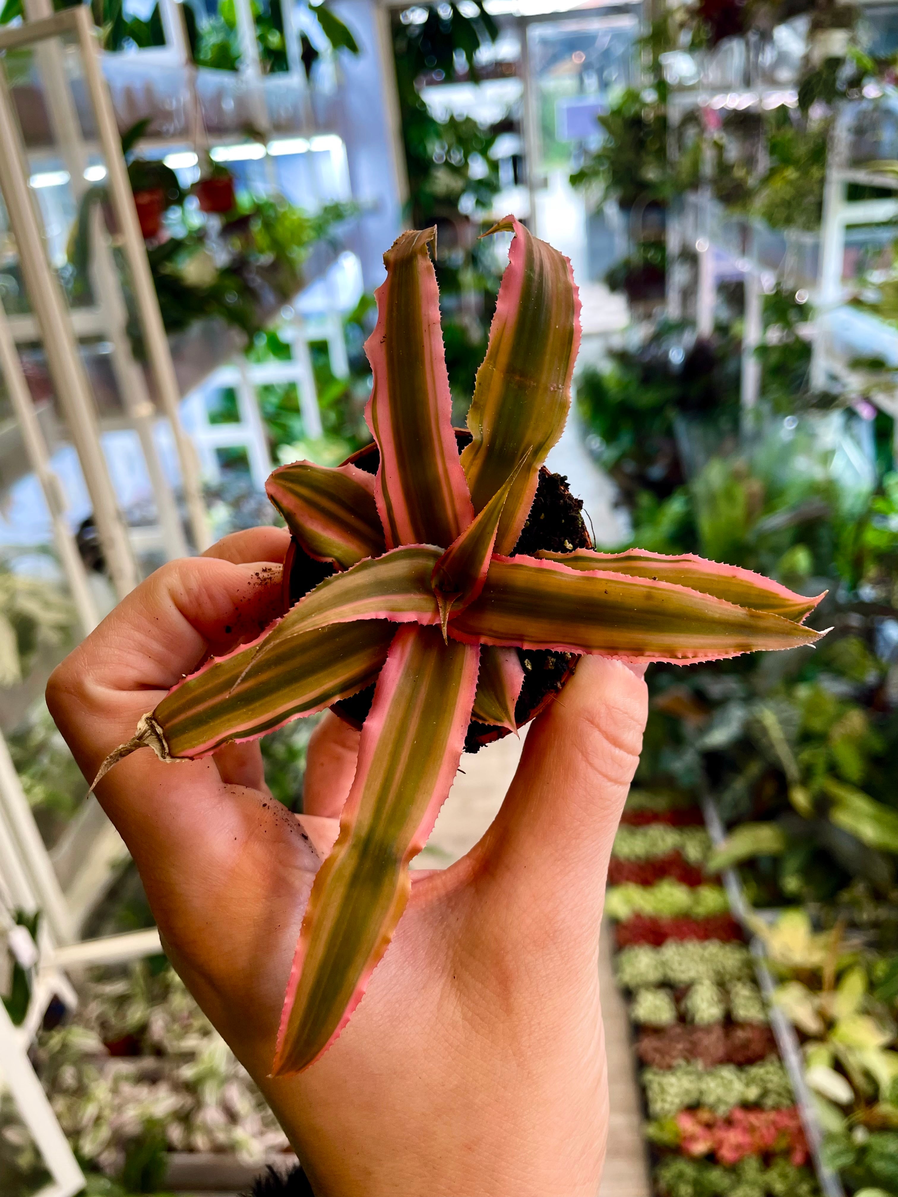 Cryptanthus mix dia6
