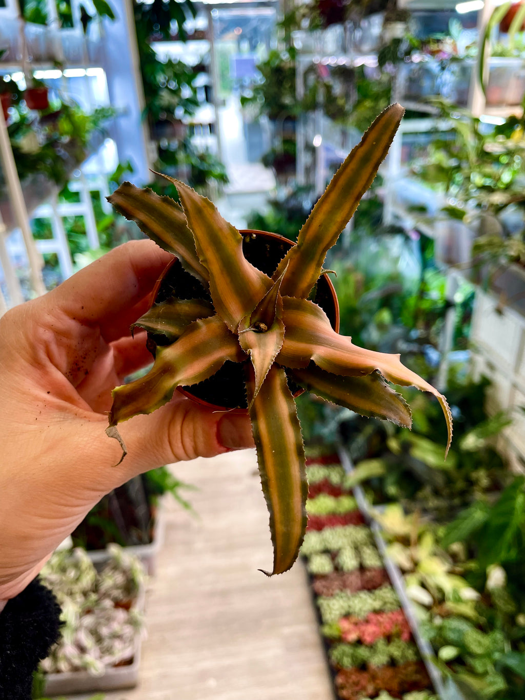 Cryptanthus mix fi6