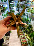Cryptanthus mix fi6