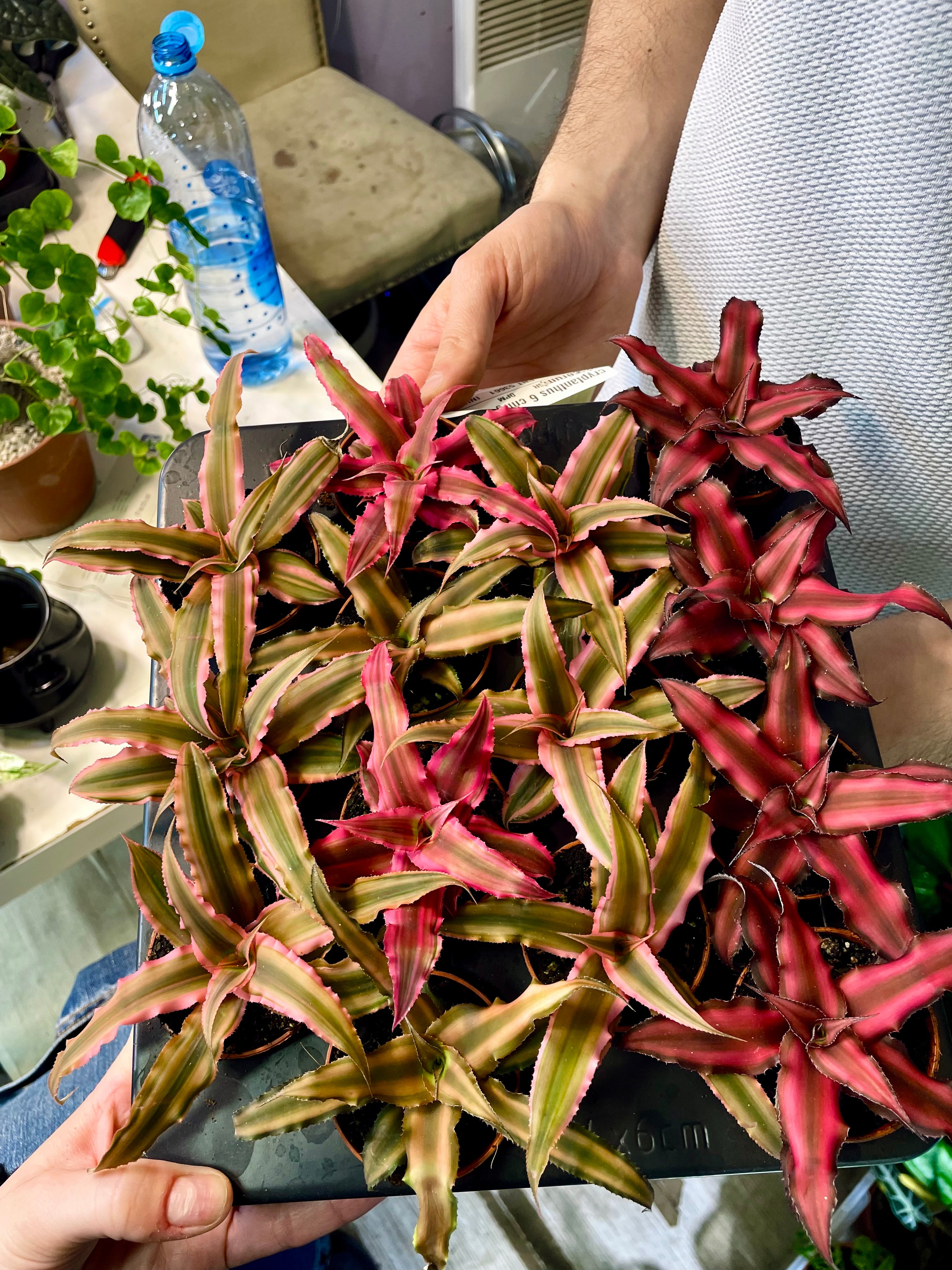 Cryptanthus 2株セット Cryptanthus mix dia6 – PLANTMANIA