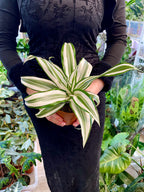 Dracaena White Jewel 12cm pot