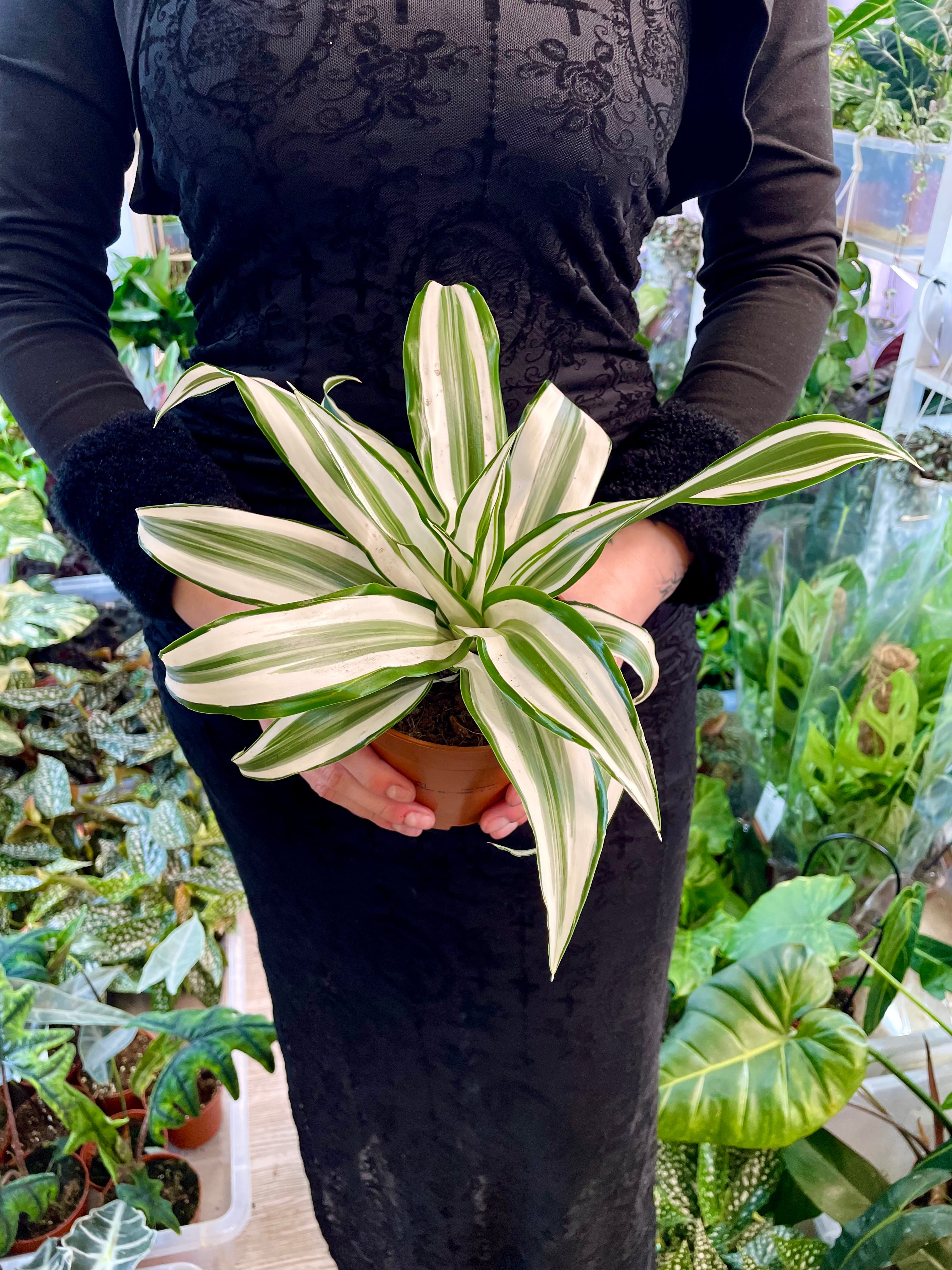 Dracaena White Jewel 12cm pot