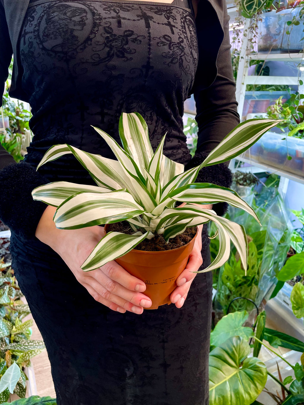 Dracaena White Jewel 12cm pot