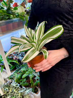 Dracaena White Jewel 12cm pot