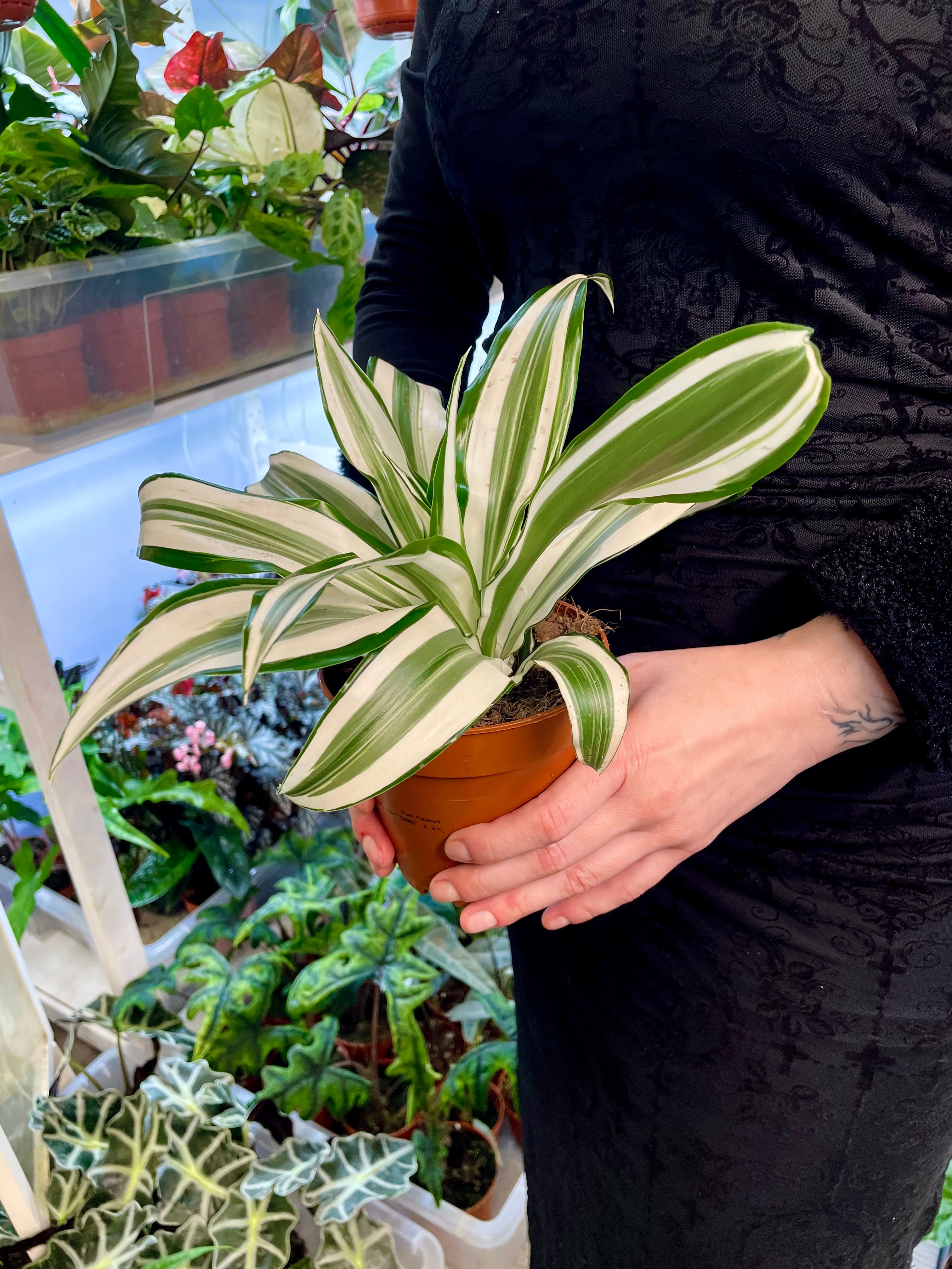 Dracaena White Jewel 12cm pot