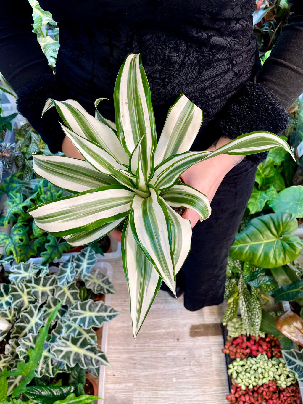 Dracaena White Jewel 12cm pot