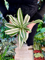 Dracaena White Jewel 12cm pot