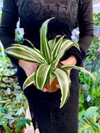 Dracaena White Jewel 12cm pot